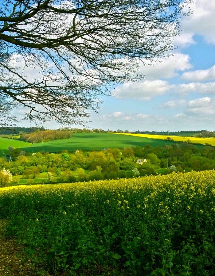 Spring in Hertfordshire